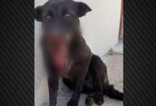 Σε-ευθανασία-θα-υποβληθεί-ο-σκύλος-που-πυροβολήθηκε-στη-μουσούδα-στην-Ηλεία