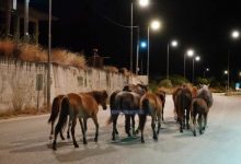 Βίντεο:-Άλογα-του-Αίνου-στη-μέση-του-δρόμου-στην-Κεφαλονιά,-κινούνταν-ανάμεσα-στα-αυτοκίνητα
