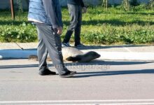 Φθιώτιδα:-Φώκια-βγήκε-«βόλτα»-σε…-δρόμο-της-Αρκίτσας!-(videos)