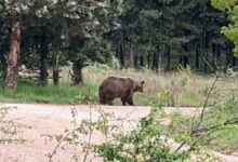 Εμφανίστηκε-μεγάλη-καφέ-αρκούδα-σε-δάσος-στην-Πτολεμαΐδα,-δείτε-βίντεο