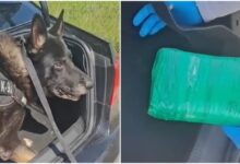 Θεσσαλονίκη:-Αστυνομικός-σκύλος-βρήκε-πάνω-από-ένα-κιλό-κοκαΐνης-σε-αυτοκίνητο,-δείτε-βίντεο