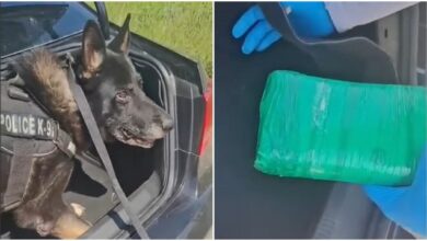 Θεσσαλονίκη:-Αστυνομικός-σκύλος-βρήκε-πάνω-από-ένα-κιλό-κοκαΐνης-σε-αυτοκίνητο,-δείτε-βίντεο