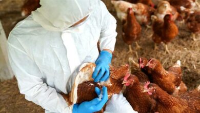 Η-Αυστραλία-επιβεβαίωσε-το-πρώτο-της-κρούσμα-γρίπης-των-πτηνών-h5n1