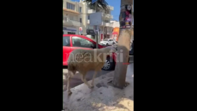 Βίντεο:-Πρόβατο-έκανε…-βόλτες-στο-κέντρο-του-Ηρακλείου-Κρήτης-για-ώρες
