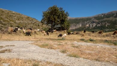 Πέθανε-κτηνοτρόφος-στη-Λέσβο-μετά-τη-θανάτωση-του-κοπαδιού-του-λόγω-αφθώδους-πυρετού