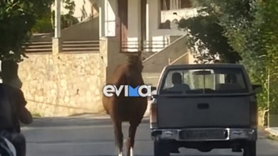 Οδηγός-στην-Εύβοια-έδεσε-άλογο-στην-καρότσα-και-το-έσερνε-στο-δρόμο,-δείτε-βίντεο
