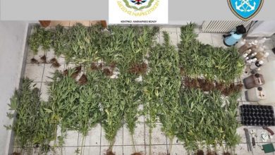 Εντοπίστηκαν-79-δενδρύλλια-κάνναβης-στη-Μακρινίτσα,-αναζητούνται-οι-δράστες,-δείτε-φωτογραφίες